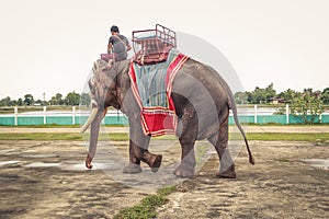 Surin, Thailand - July Ã¢â¬Å½20, Ã¢â¬Å½2018 : Mahouts and elephants go to work in the carnival